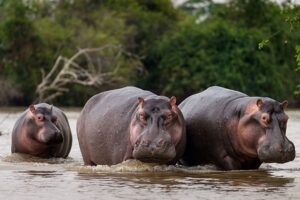 Hippos in Uganda 