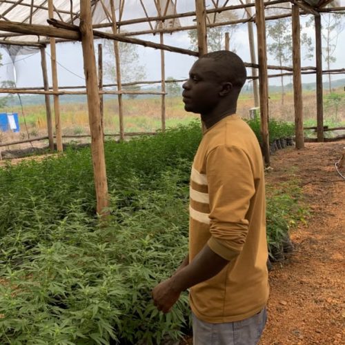 Breaking news; Kanungu RDC closes marijuana growing project, arrests 3 managers